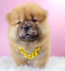 Chow Chow