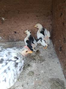Ayam serama