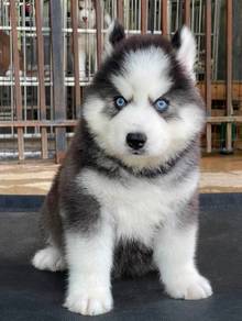 SIBERIAN HUSKY PUPPIES Sb233🌻 Male-Female