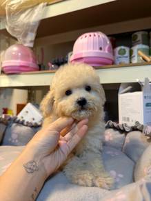 MALTIPOO male