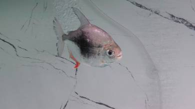 Blackberry Dollar fish
Big Size 
Size 6incih++‼️
