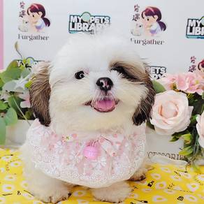 Shih Tzu