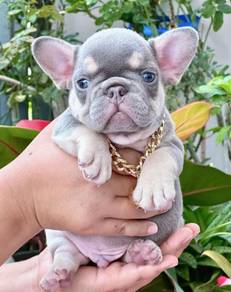 FRENCH BULLDOG PUPPIES 🌻S197 Boy~Girl