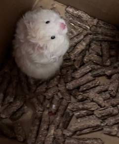 Syrian big bone hamster for sale