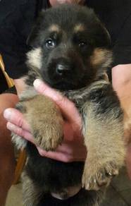 PPWS3023 German Shepherd cute puppies dogs