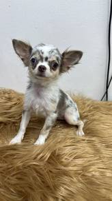 Pure Breed Red Merle Chihuahua (F) 