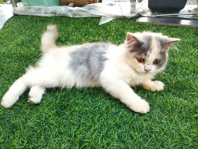 Anak Kucing comel