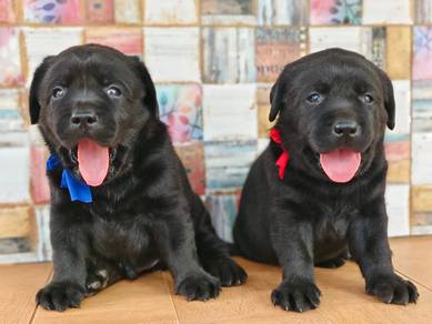 black Labrador retriever 