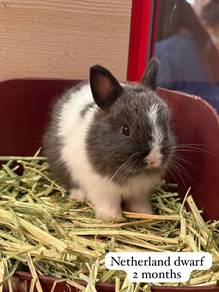 Netherland Dwarf Untuk Dijual !!