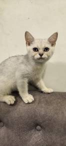 BSH Silver Kitten 
