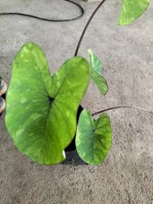 Keladi cicak