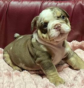 ENGLISH BULLDOG PUPPIES Male C048
