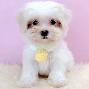 Maltese