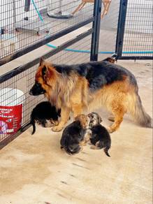 German shepherd