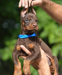 doberman puppies 