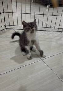Kucing British Shorthair Mix Persian