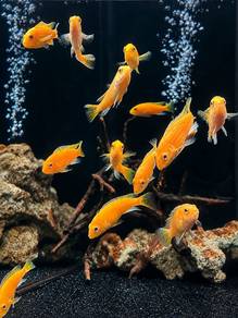 Yellow Labido