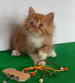 persian cat