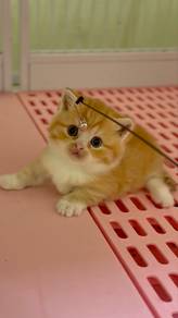 Munchkin Red Tabby