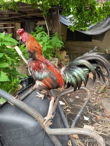 LETGO Ayam Kampung 