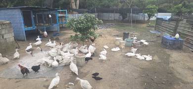 Itik Serati Segar dijual (Nila)