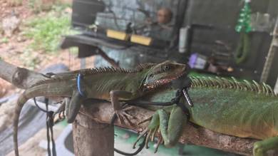 chinese water dragon