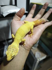 leopard gecko