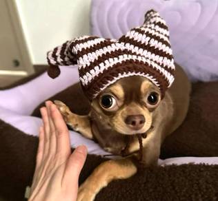 Chihuahua