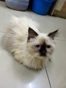 kucing siam longhair