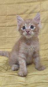 Mainecoon kittens Male