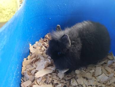 lionhead rabbit