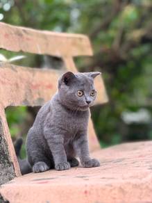 kucing BSH