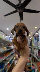 Dashchund