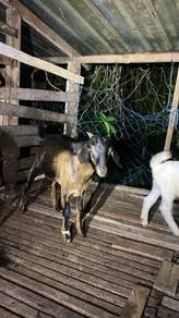 kambing jantan Baka kampung