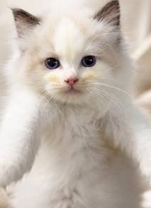 Ragdoll