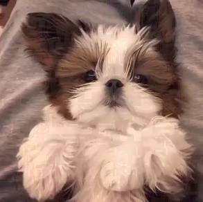 HHS700DV shih tzu adorable small size pet dog