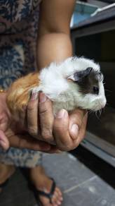 guinea pig/ tikus belanda 