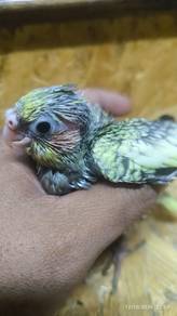 Cockateil bird burung jinak handfeed