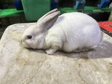 arnab minirex
