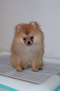 J0720 Pomeranian Cute Small Fluffy Teddy Puppy