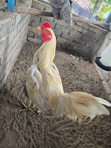 ayam Sabung baka batang kaki 