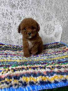 Toy poodle 