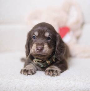 MINIATURE DACHSHUND Puppies D183 PREMIUM Quality