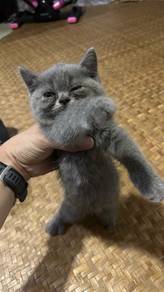 Kucing BSH & BSH + PERSIAN