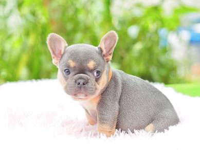 English Bulldog