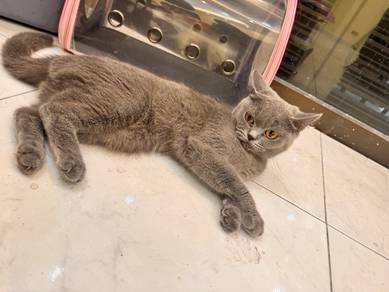 bsh