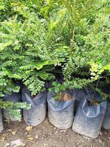 Benih Bucida Hijau / Pokok Doa