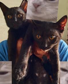 Anak kucing
