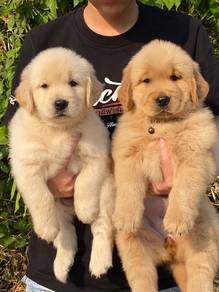 Golden retriever puppies 
