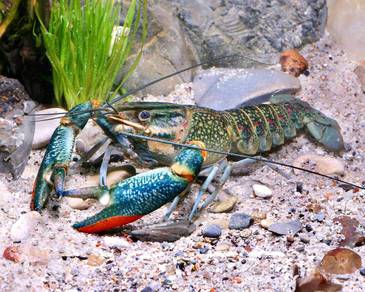 Lobster Air Tawar / Cherax quadricarinatus